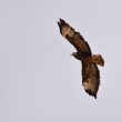 Buse variable
